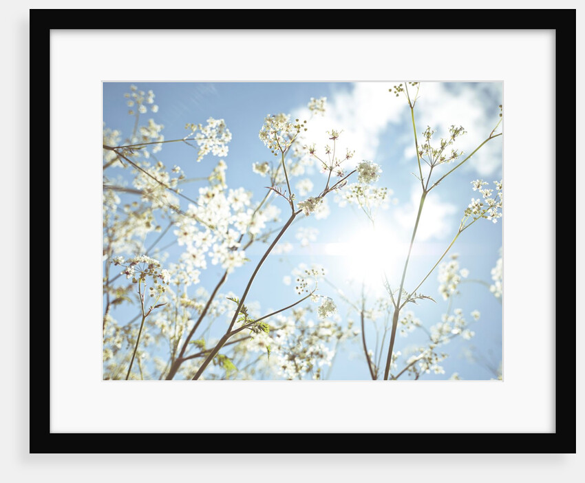Cow parsley flowers by Assaf Frank